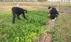 <b>临泉县邢塘街道全面推进农产质量量平安监督工</b>